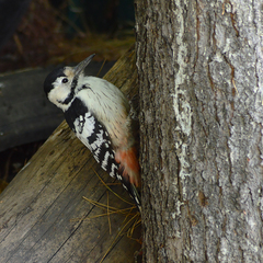 Dendrocopos leucotos