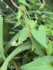 Fallopia convolvulus