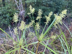 Cyperus odoratus