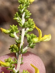 Aspalathus subtingens