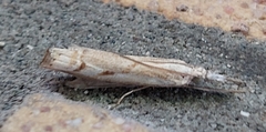 Agriphila geniculea