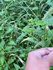Digitaria ciliaris