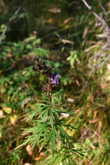 Aconitum baicalense