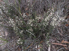 Cryptandra tomentosa