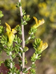 Aspalathus subtingens