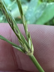 Digitaria ciliaris