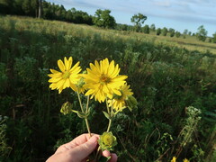 Silphium integrifolium