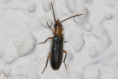 Xanthochroina bicolor