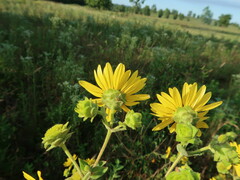 Silphium integrifolium