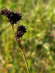 Juncus ensifolius