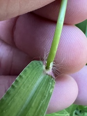 Digitaria ciliaris