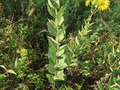 Silphium integrifolium