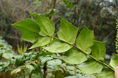Berberis bealei