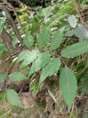 Zanthoxylum