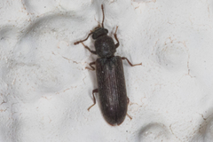 Lyctinae