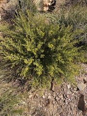 Aspalathus subtingens