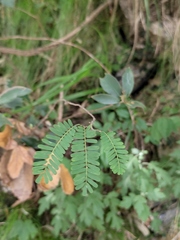 Dalbergia mimosoides