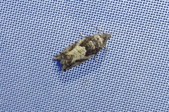 Epinotia