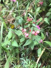 Lopezia racemosa