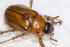 Cyclocephala pasadenae