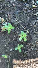 Portulaca oleracea
