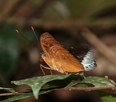 Lexias