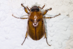 Cyclocephala pasadenae