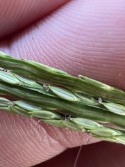 Digitaria ciliaris