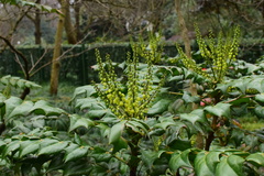 Berberis bealei