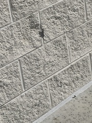 Leiocephalus carinatus