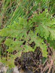 Selaginella tamariscina
