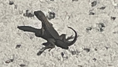 Leiocephalus carinatus