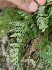 Dryopteris chinensis
