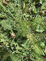 Matricaria discoidea