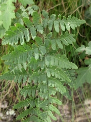 Dryopteris chinensis