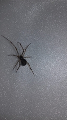 Theridiidae