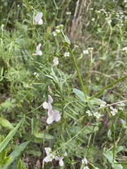 Vicia grandiflora