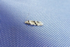 Stenolechia gemmella