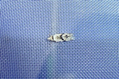 Stenolechia gemmella