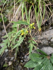 Patrinia rupestris