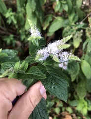 Mentha × rotundifolia