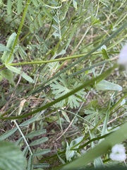 Vicia grandiflora