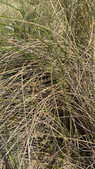 Ammophila arenaria
