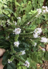 Mentha × rotundifolia