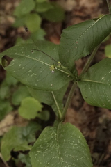 Knautia dipsacifolia