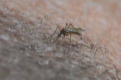 Coquillettidia perturbans