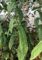 Mentha × rotundifolia