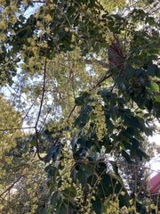 Koelreuteria paniculata