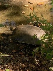 Apalone spinifera spinifera