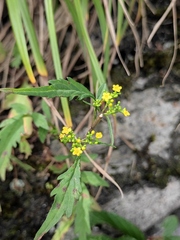 Patrinia rupestris